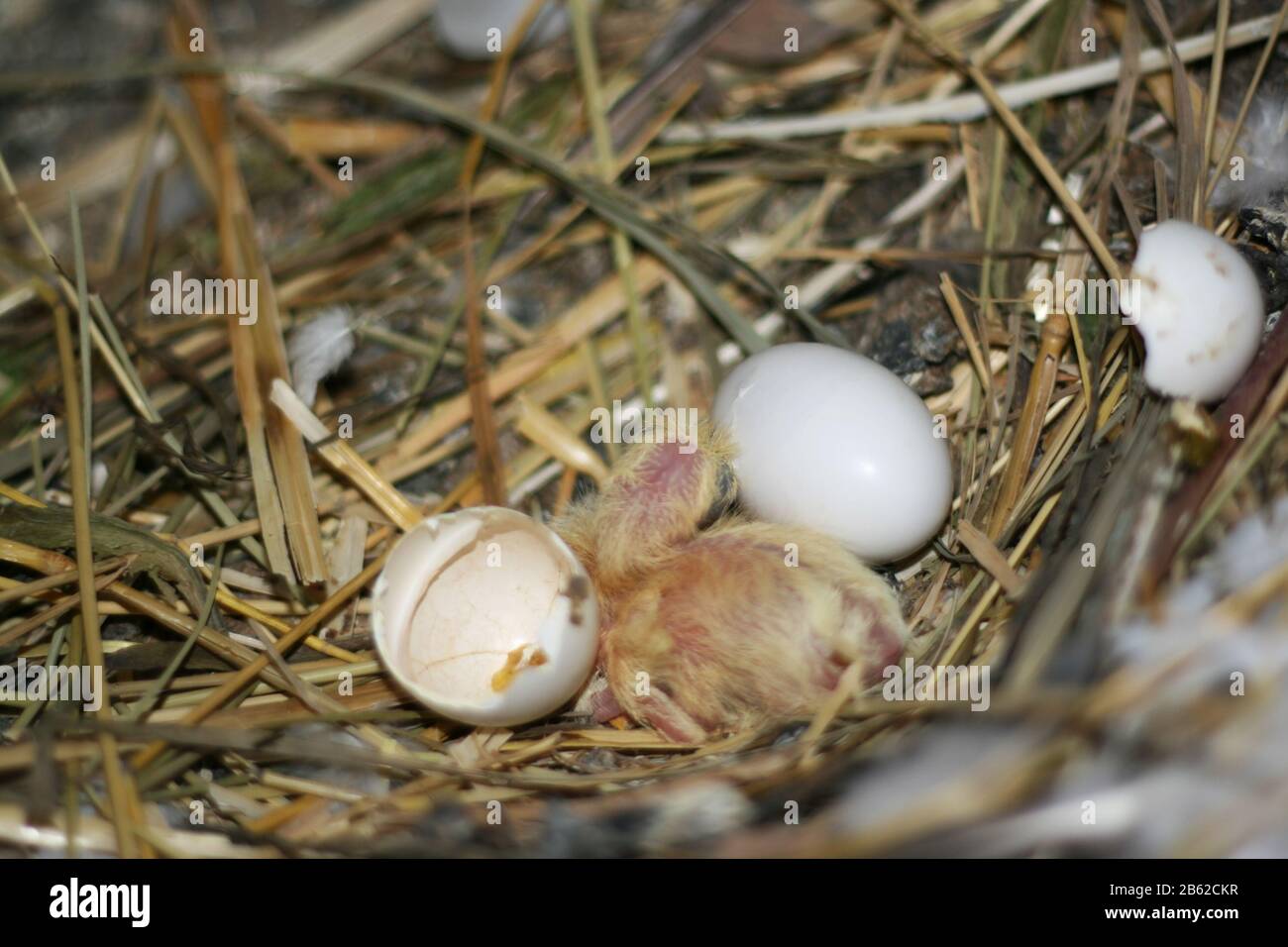 Little baby chick hatching from its egg hi-res stock photography and ...