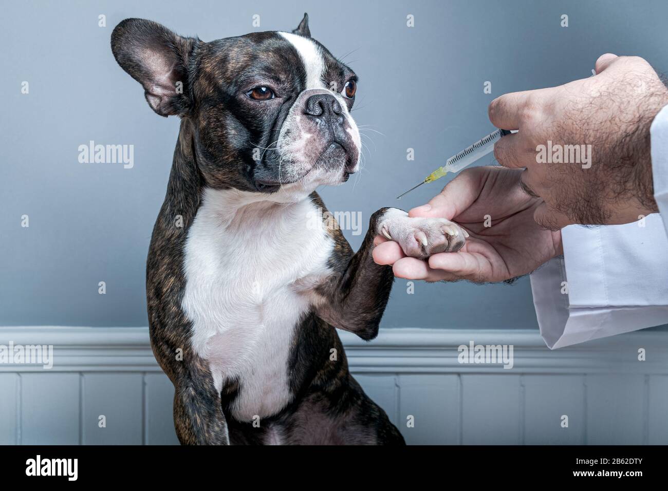 Veterinary doctor before inject antiparasitic vaccine to dog boston terrier with syringe portrait Stock Photo