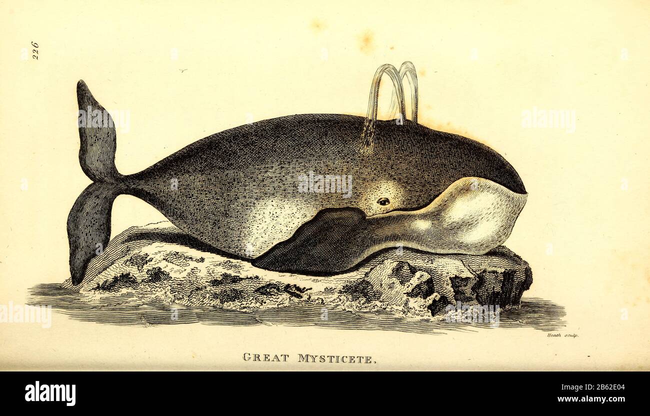 Whale london illustration hi-res stock photography and images - Alamy