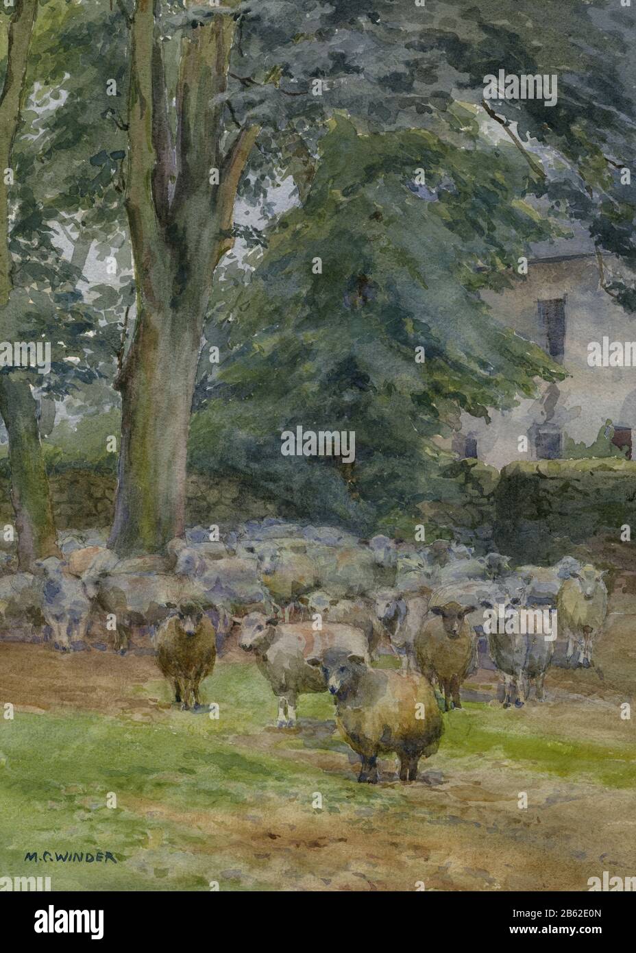 Sheep on a farm in the English Lake District. Watercolour painted in 1910 by a founder member of the English Lake Artists Society, May Chatteris Winder, née Fisher (1874-1910). Stock Photo