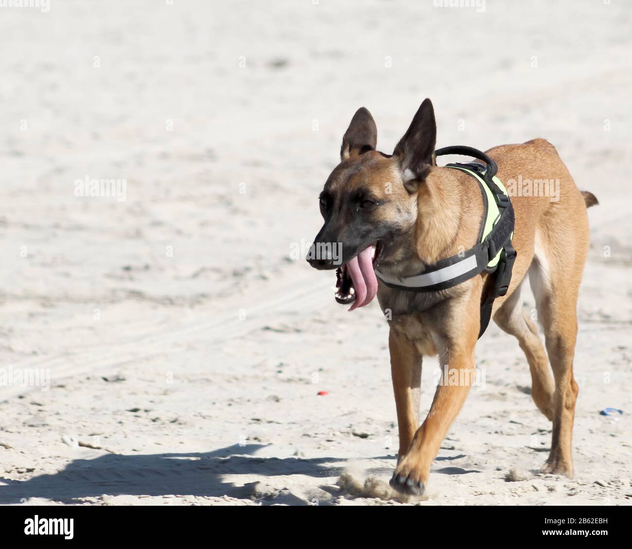 Belgian Malinois walking on the beach Stock Photo Alamy