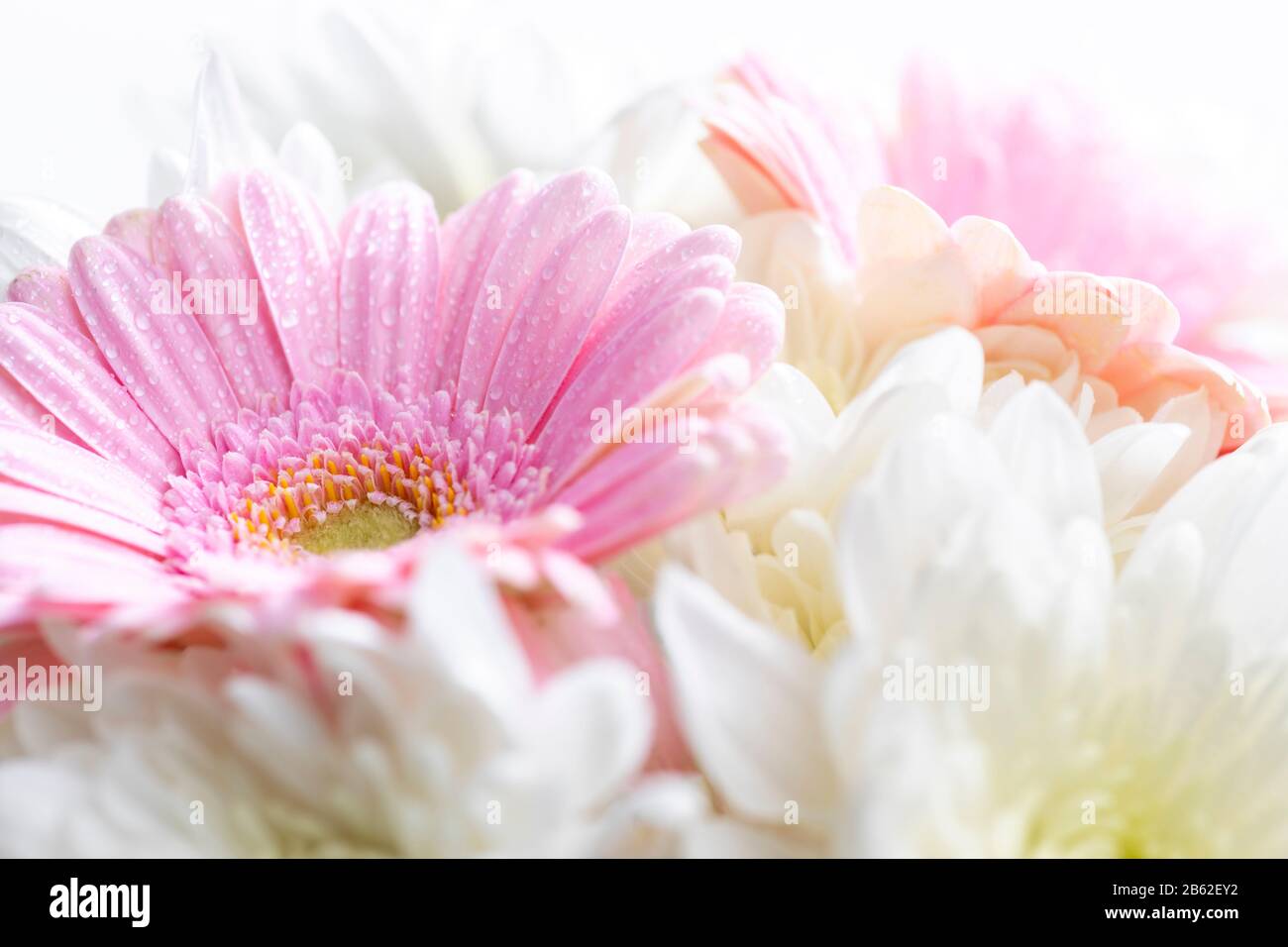 Still life of flowers on white background Stock Photo - Alamy