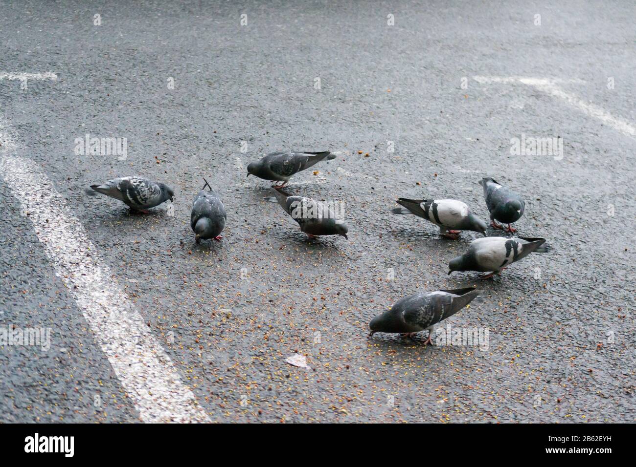 pigeons eating seeds from the ground in rainy day Stock Photo Alamy