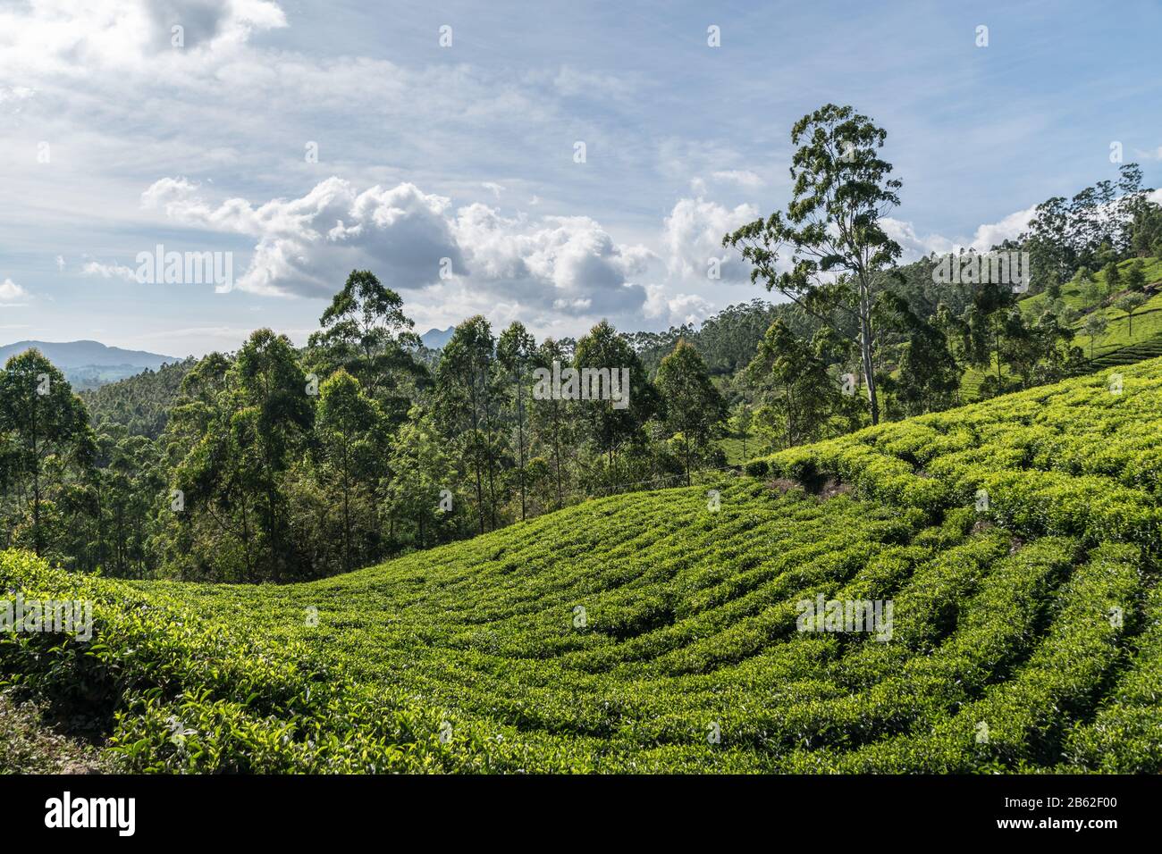 kerala tea garden valley view Stock Photo Alamy
