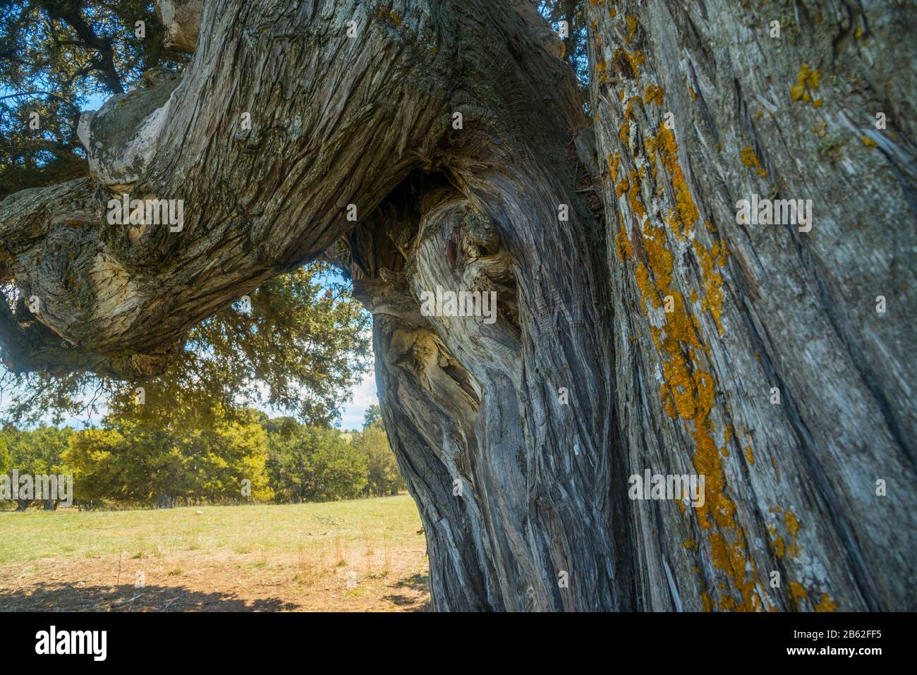 Juniper tree trunk. Stock Photo