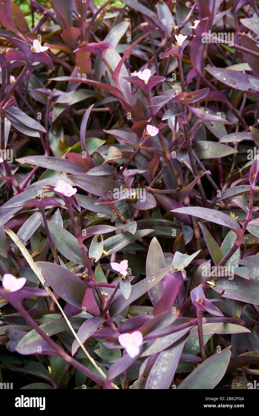 Purple heart plant in garden. Stock Photo