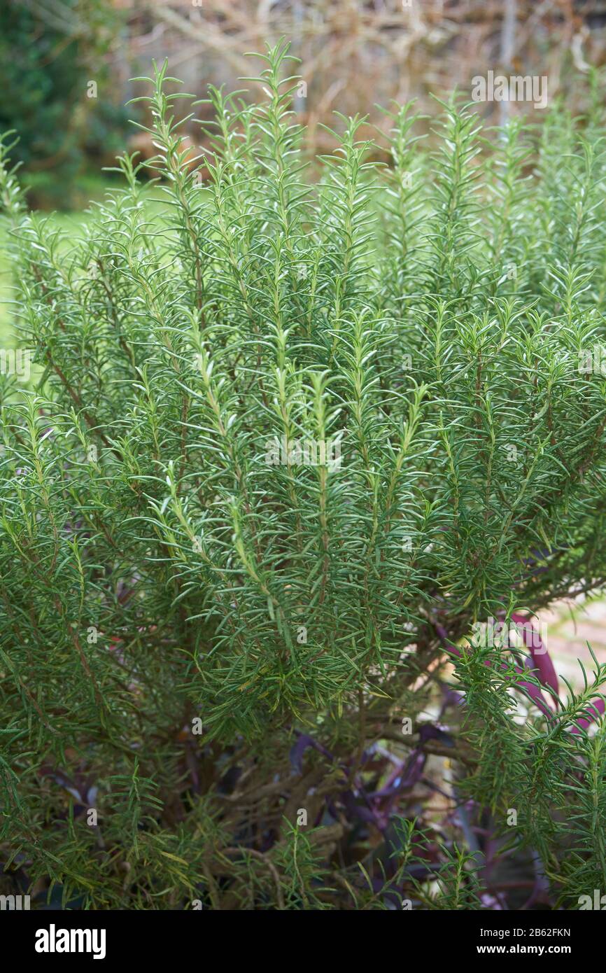 Wild rosemary hires stock photography and images Alamy