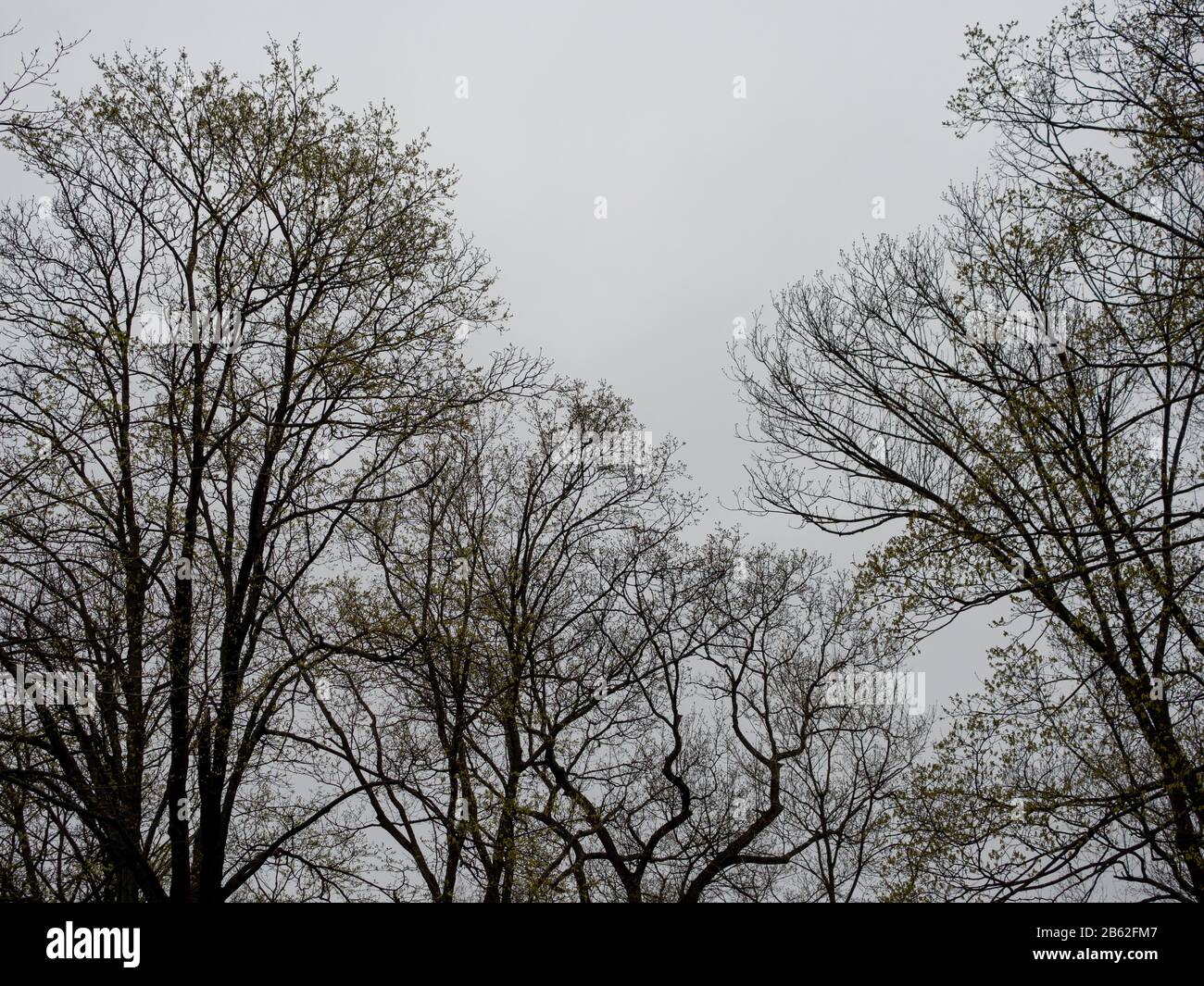 first green leaves and buds on trees in early spring in North America ...