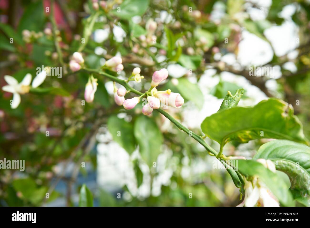 Lemon tree blossoms Stock Photo Alamy