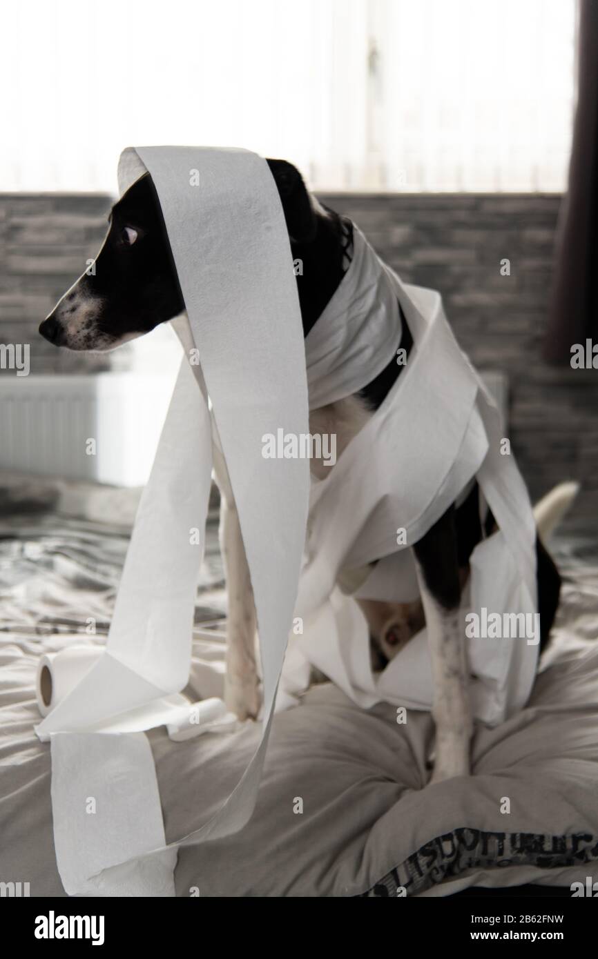 Large Guilty Home pet destruction on bedroom floor with some piece of toilet roll ...
