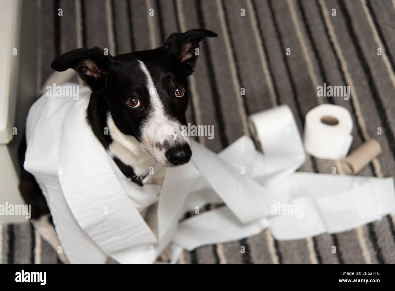 Can Toilet Paper Cause A Blockage In Dogs