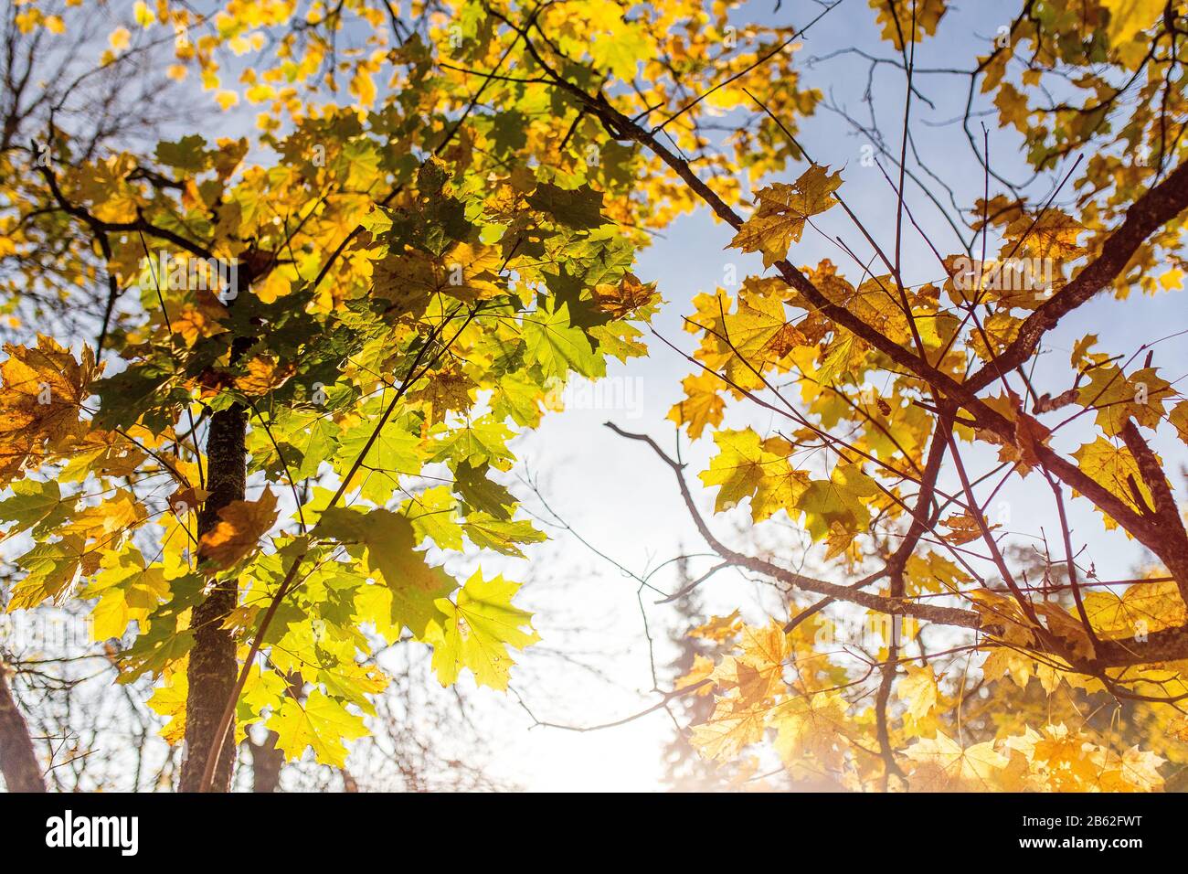 autumn leaves on the branches against the sky with the sun flare Stock ...