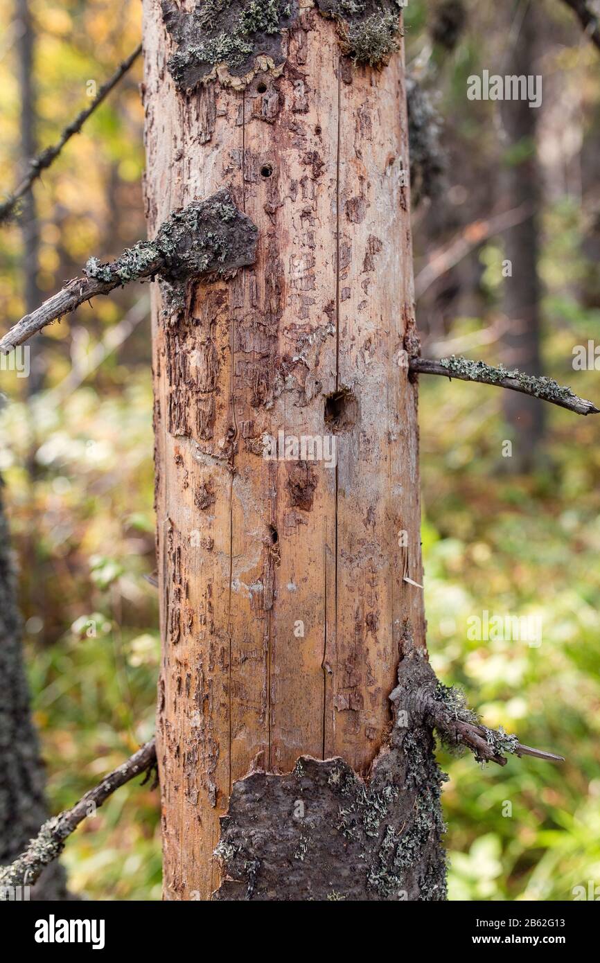 spruce. dead tree with bark and holes Stock Photo