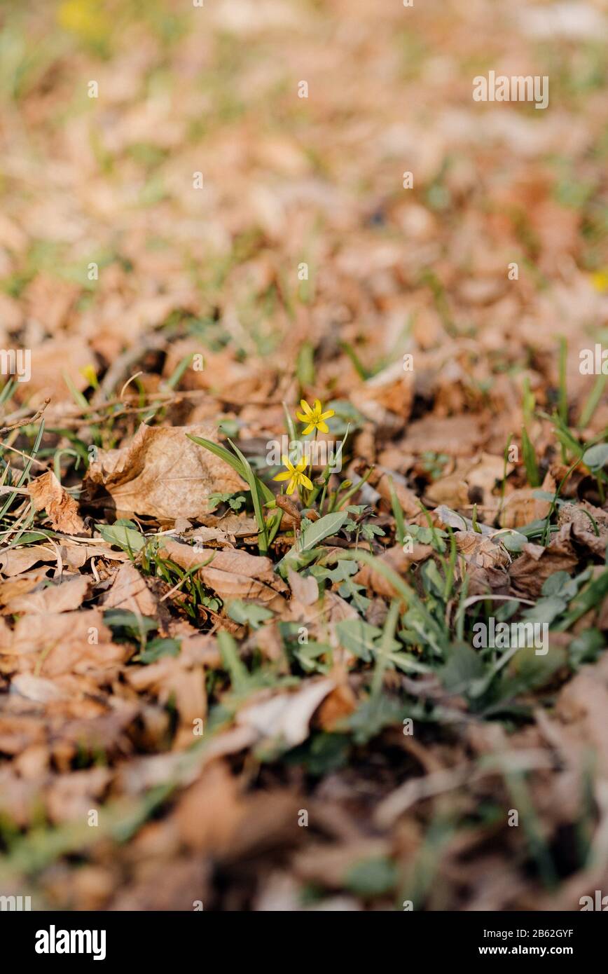 First wild spring flowers - Gagea lutea (yellow Star of Bethlehem) in forest Stock Photo