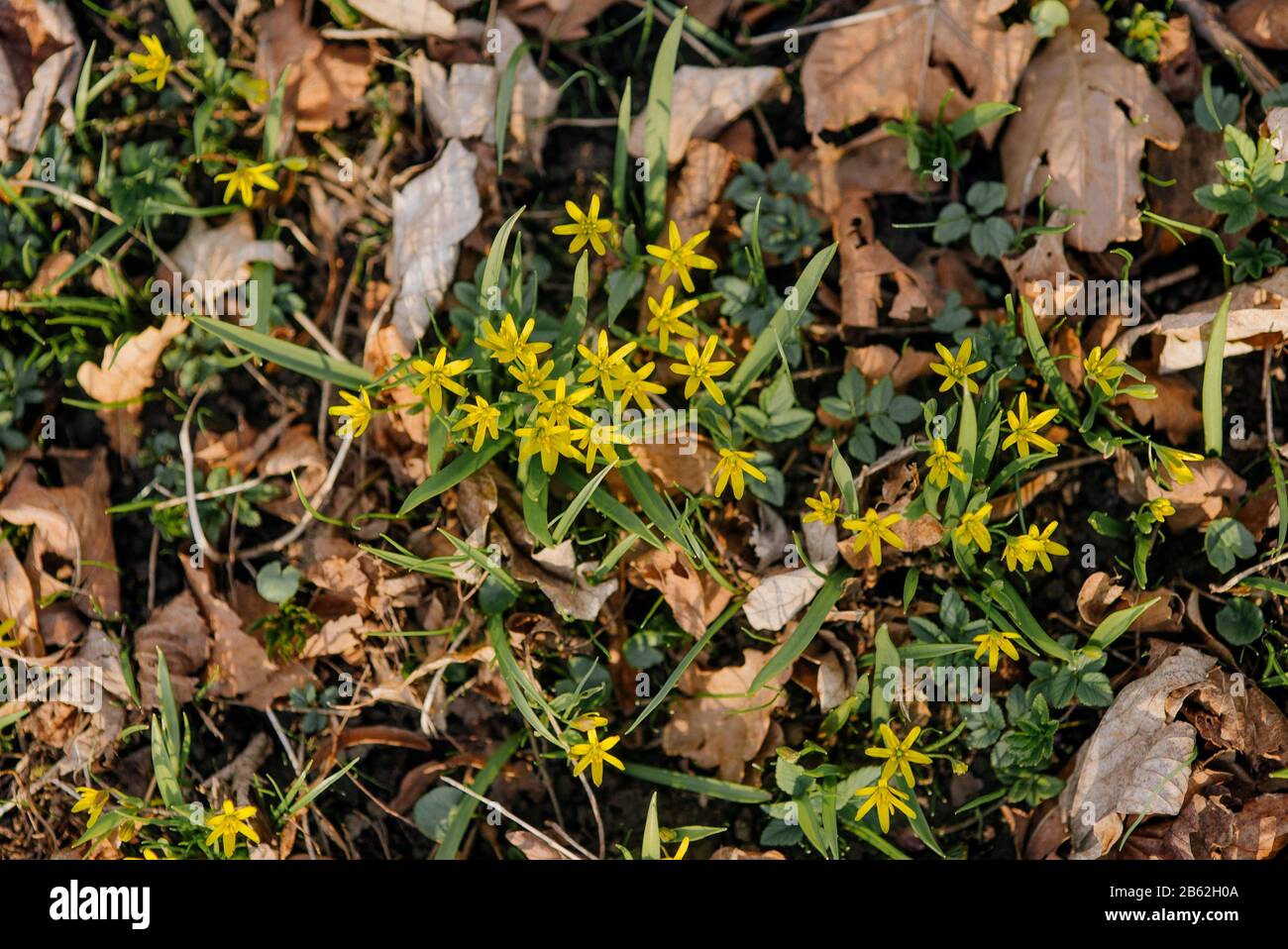 First wild spring flowers - Gagea lutea (yellow Star of Bethlehem) top view Stock Photo