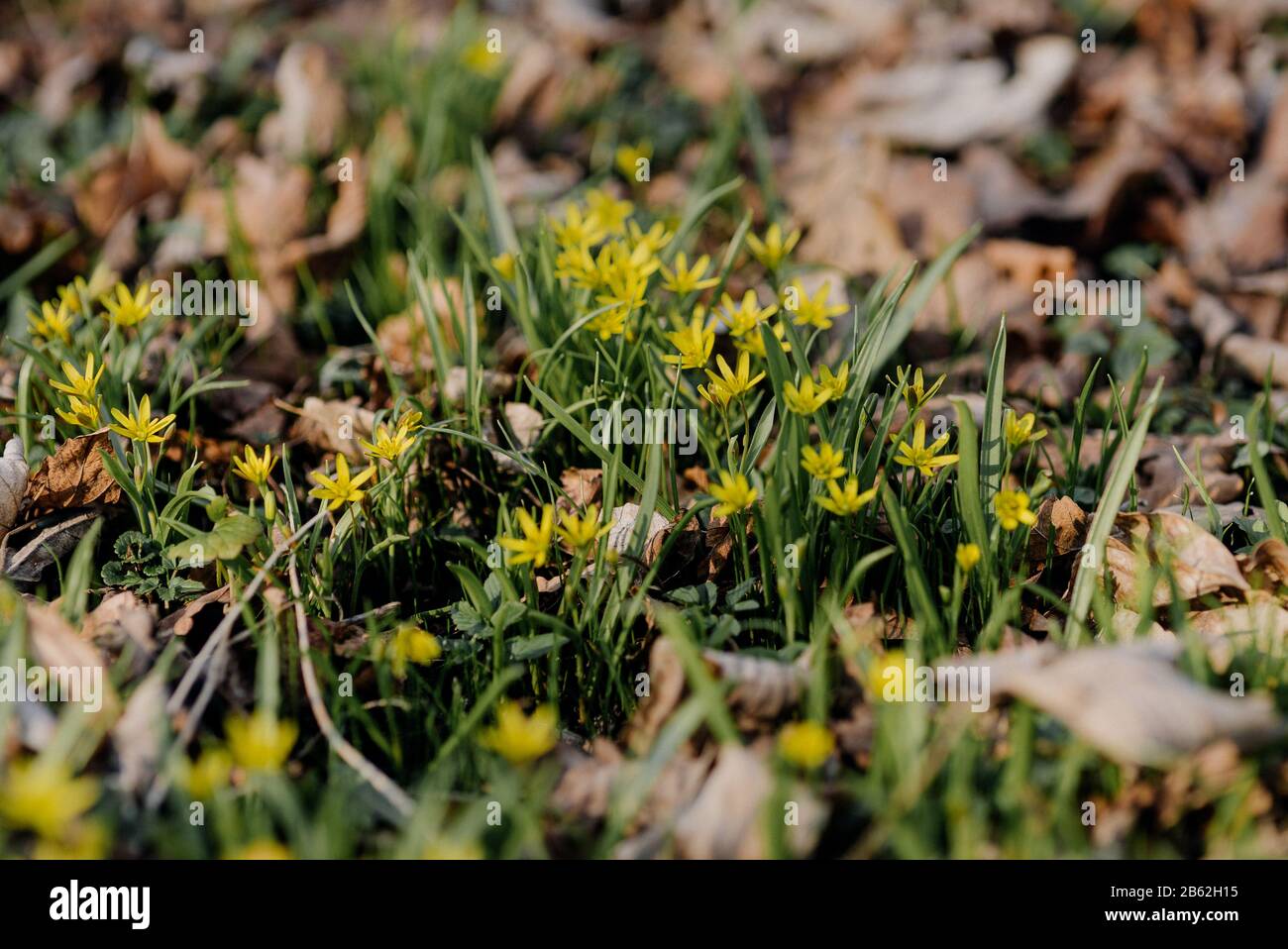 Yellow star of Bethlehem (Gagea lutea) early spring flower Stock Photo