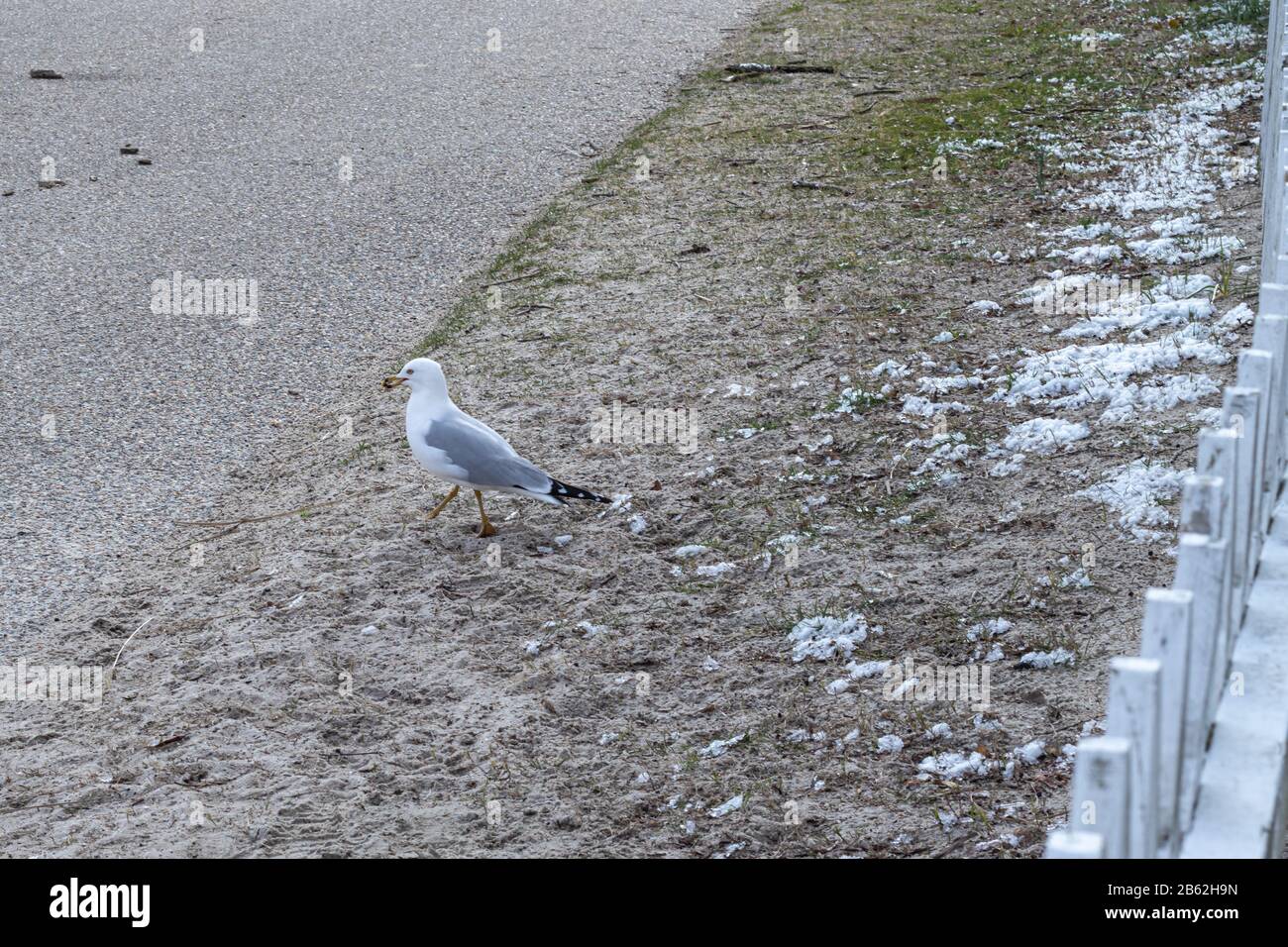 A seagull hunting for food along the beach and sidewalks at the