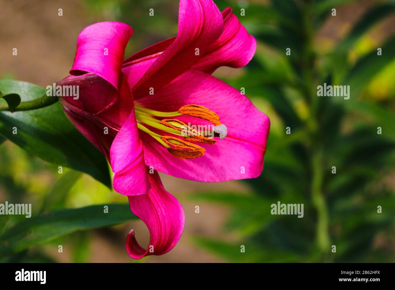 Red lilies in the garden. Beautiful hemerocallis. Lily flowers in the summer Stock Photo