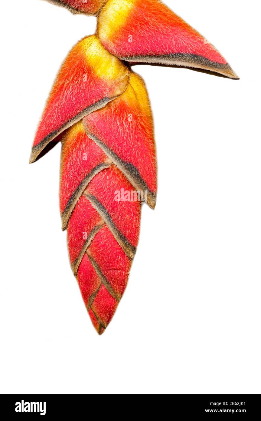 Close up of Heliconia pogonantha in flower, native to South and Central America against white background Stock Photo