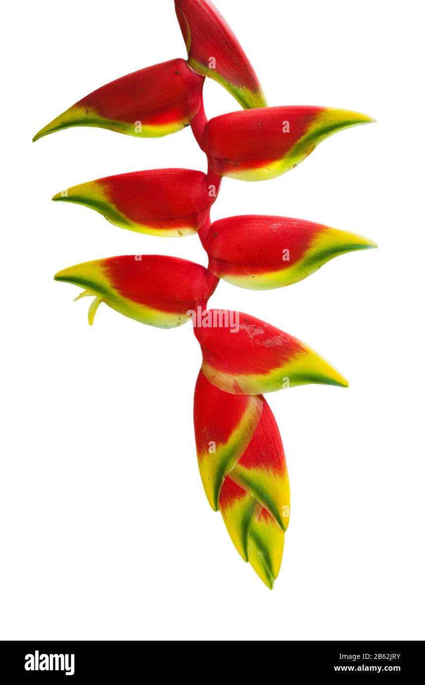 Heliconia rostrata / hanging lobster claw / false bird of paradise, herbaceous perennial native to Peru, Bolivia, Colombia, Costa Rica and Ecuador aga Stock Photo
