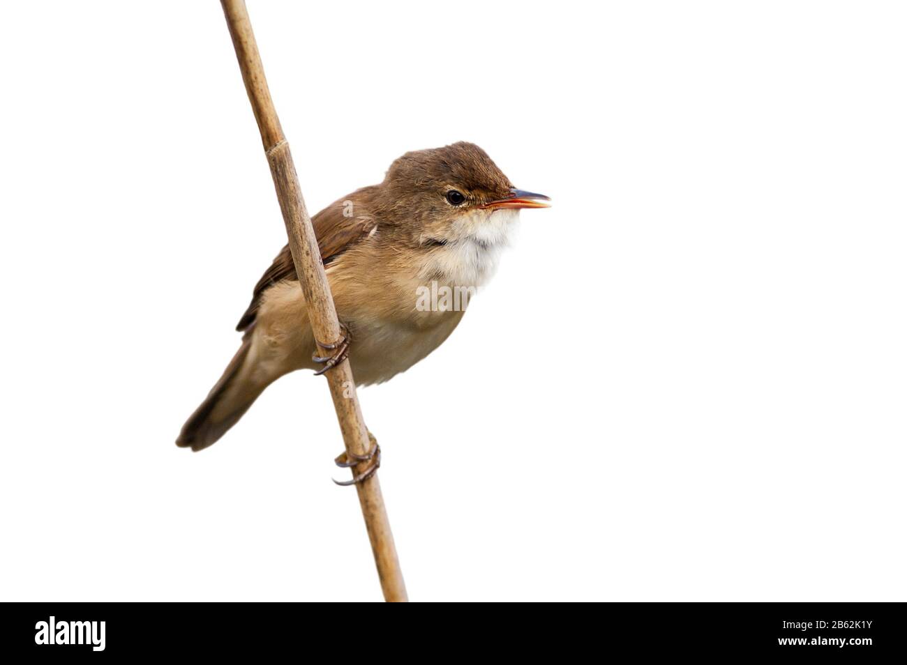 Eurasian reed warbler (Acrocephalus scirpaceus) perched on reed stem against white background Stock Photo