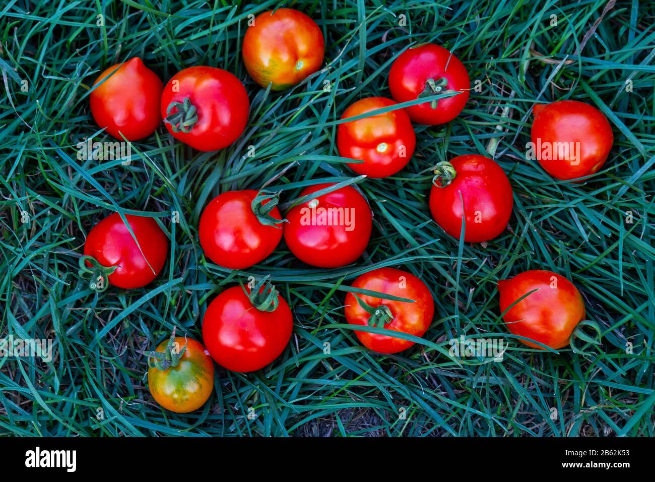 red tomatoes lie in the green grass Stock Photo - Alamy