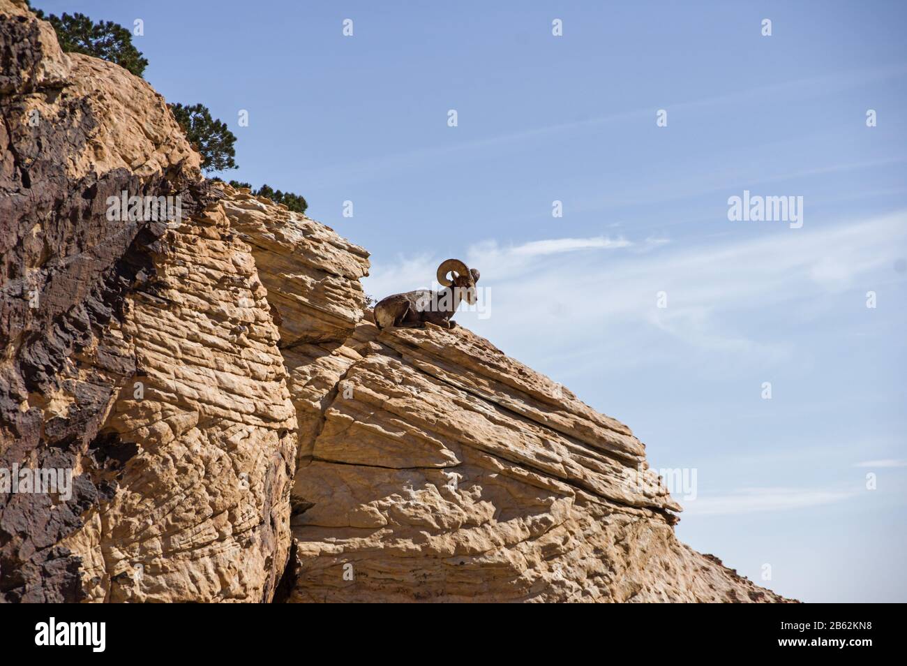 desert bighorn sheep or Ovis canadensis sitting on a mountain ledge in Red Rock Canyon National Conservation Area near Las Vegas Nevada Stock Photo
