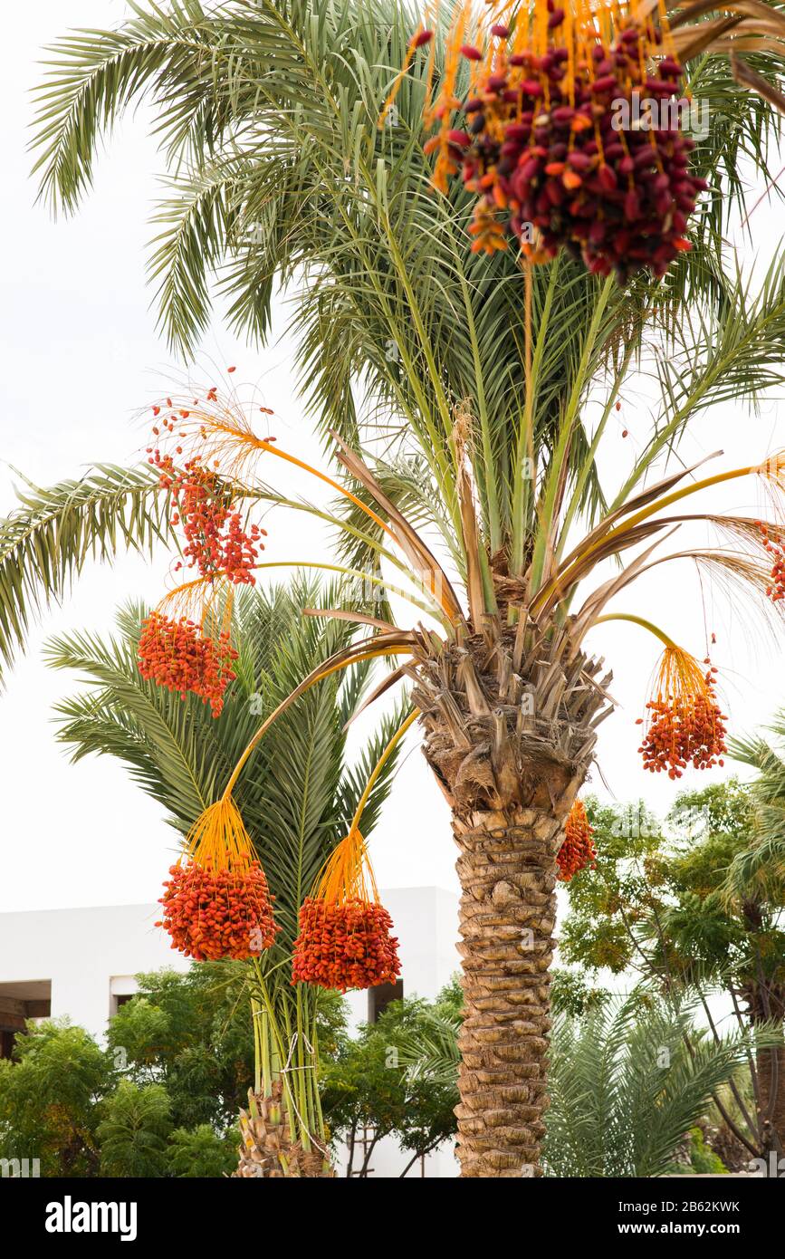 Date Palm Branches with Ripe Dates. Cyprus Stock Photo Alamy