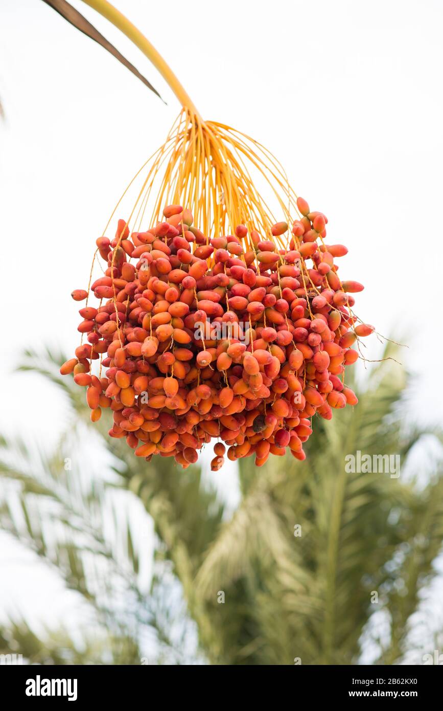 Date Palm Branches with Ripe Dates. Cyprus. Closeup View. Stock Photo