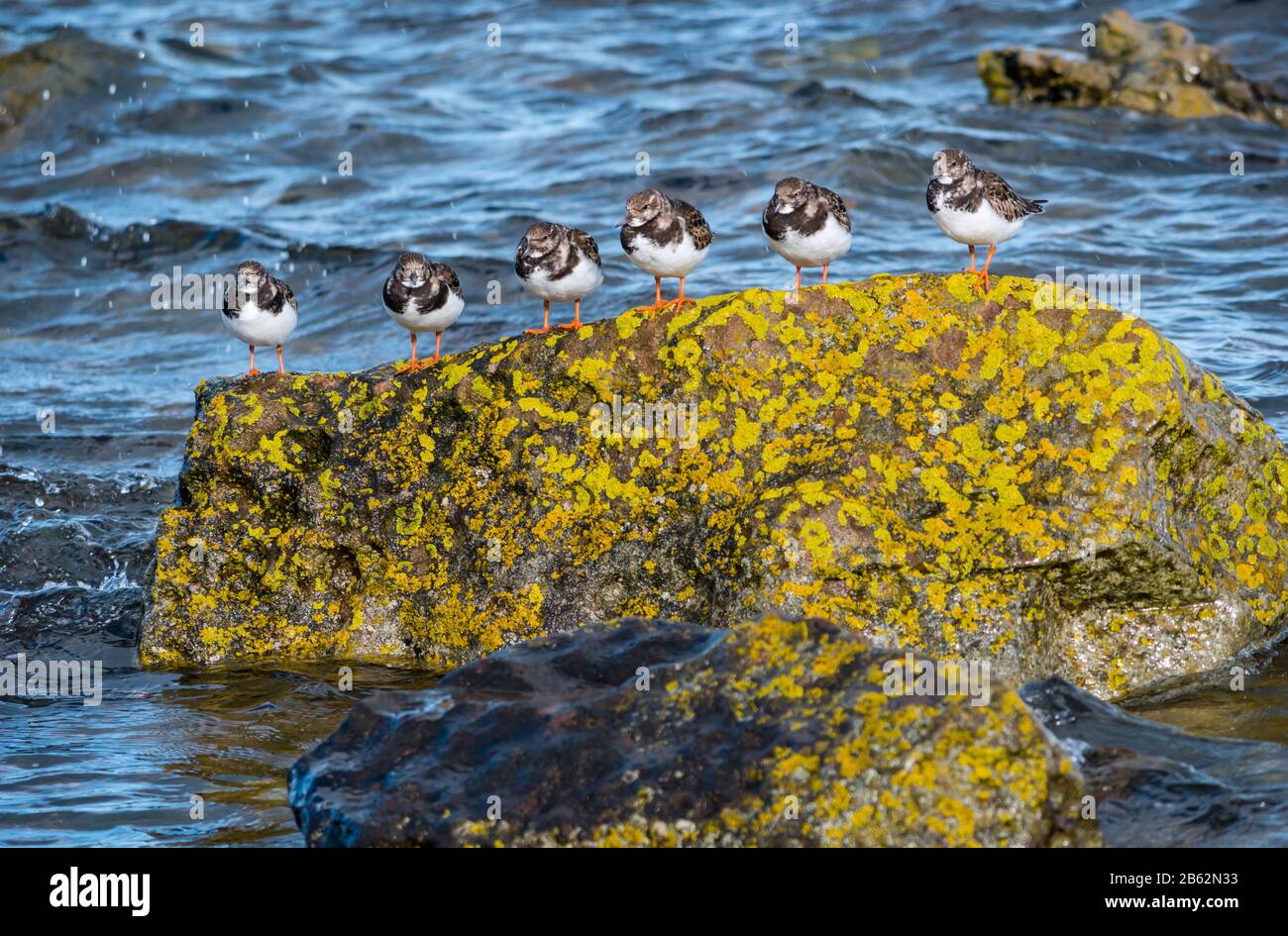 Turnstone wading birds (Arenaria) resting on lichen covered rock on shore, East Lothian coast, Scotland, UK Stock Photo