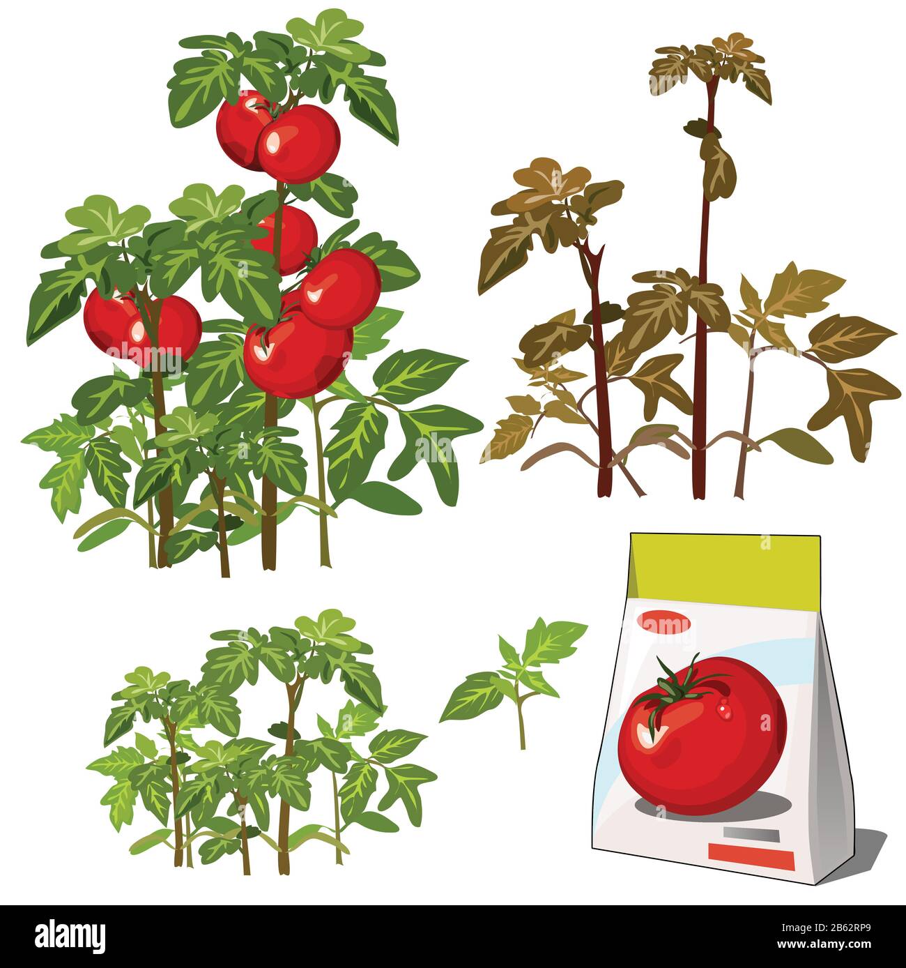 Set of stages of life of a agricultural plant red tomato isolated on white background. Paper packaging for storage of seeds. Vector cartoon close-up Stock Vector