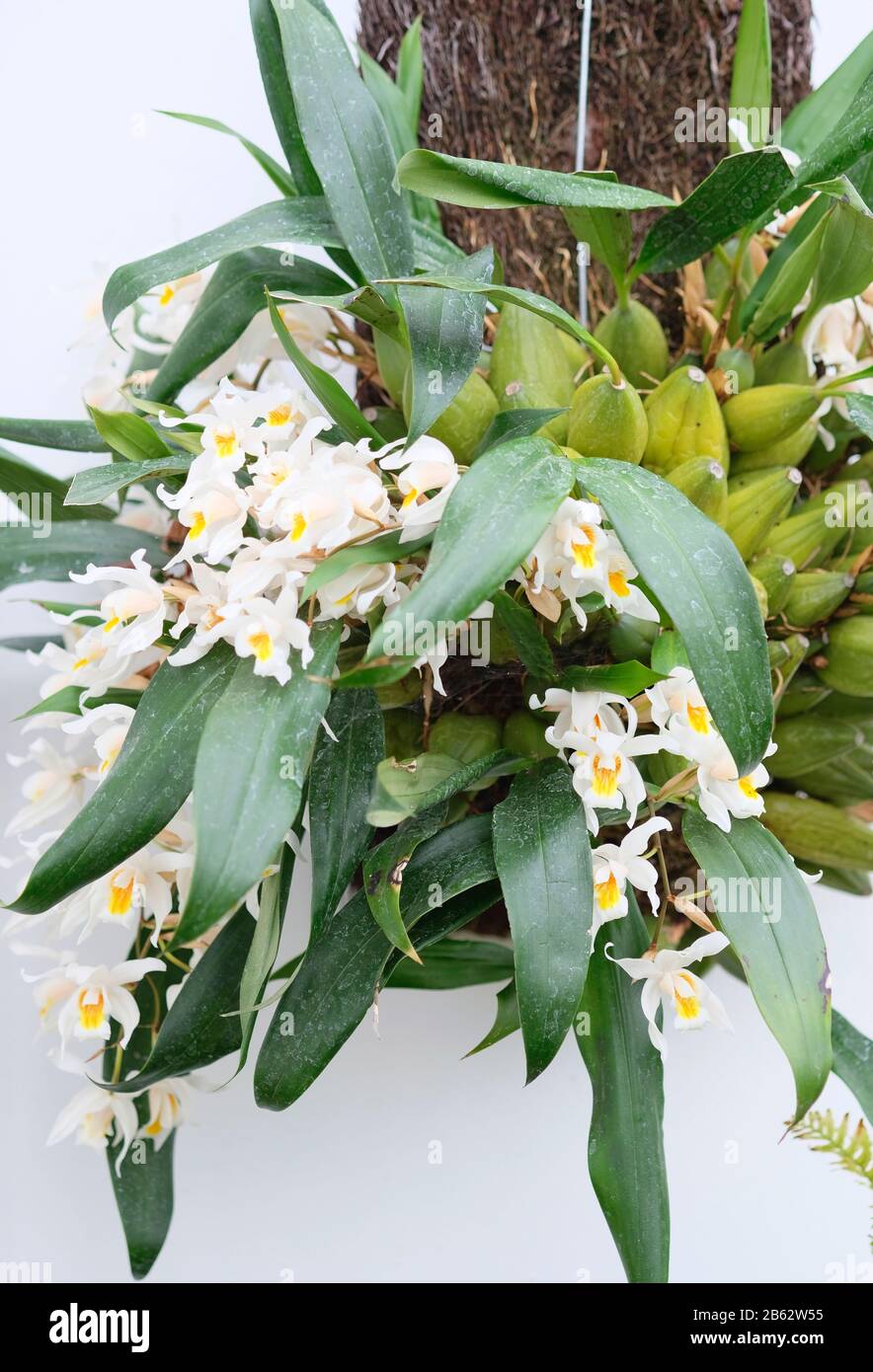 Coelogyne cristata in bloom in greenhouse in early Spring Stock Photo