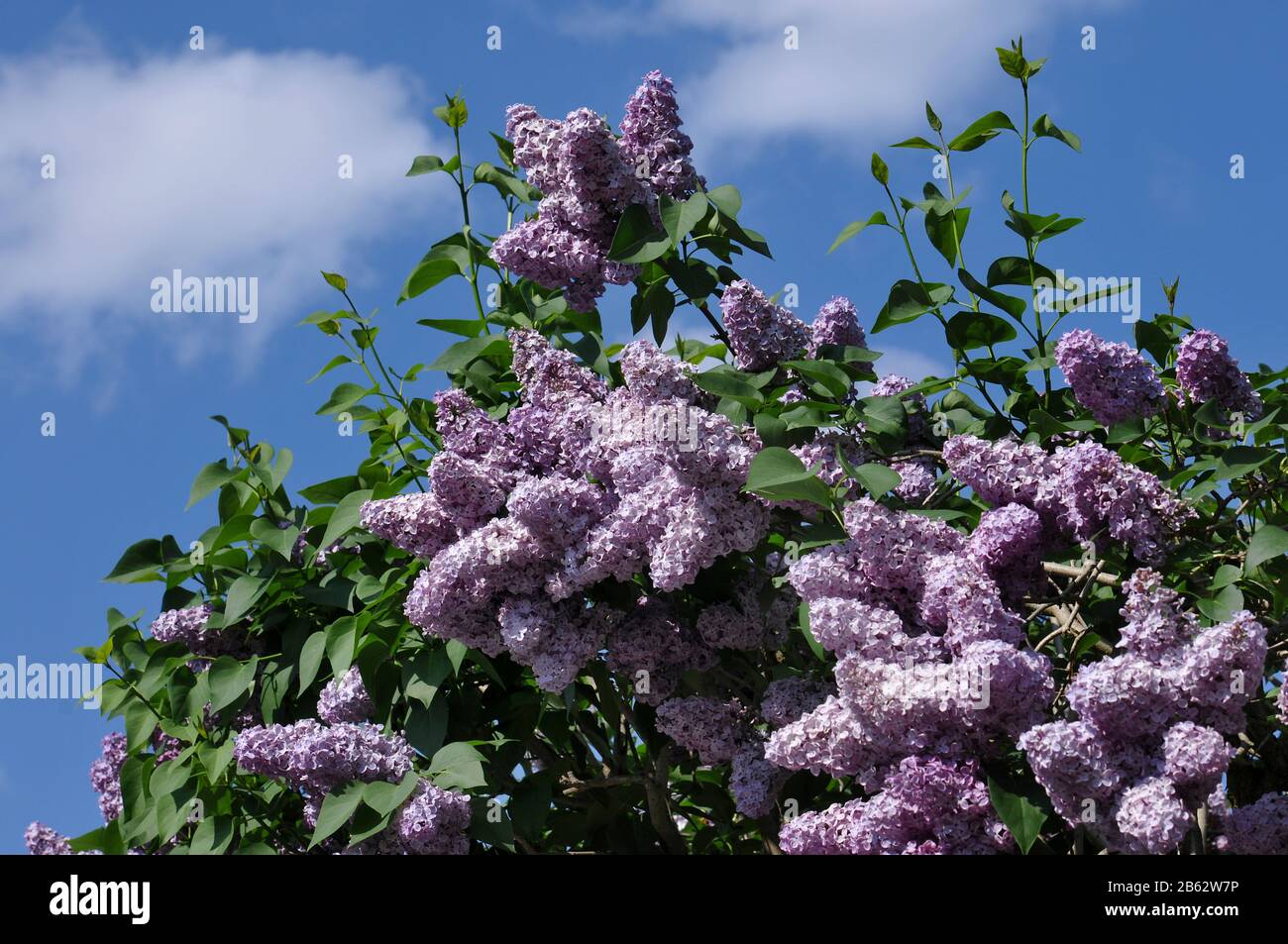 Flieder hi-res stock photography and images - Alamy