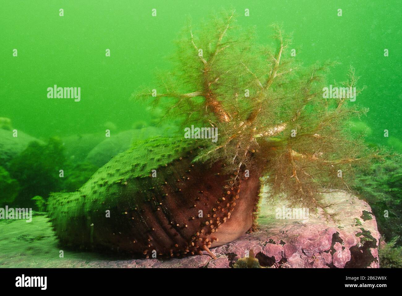 Orange Footed Sea Cucumber underwater in the St. Lawrence River Stock Photo