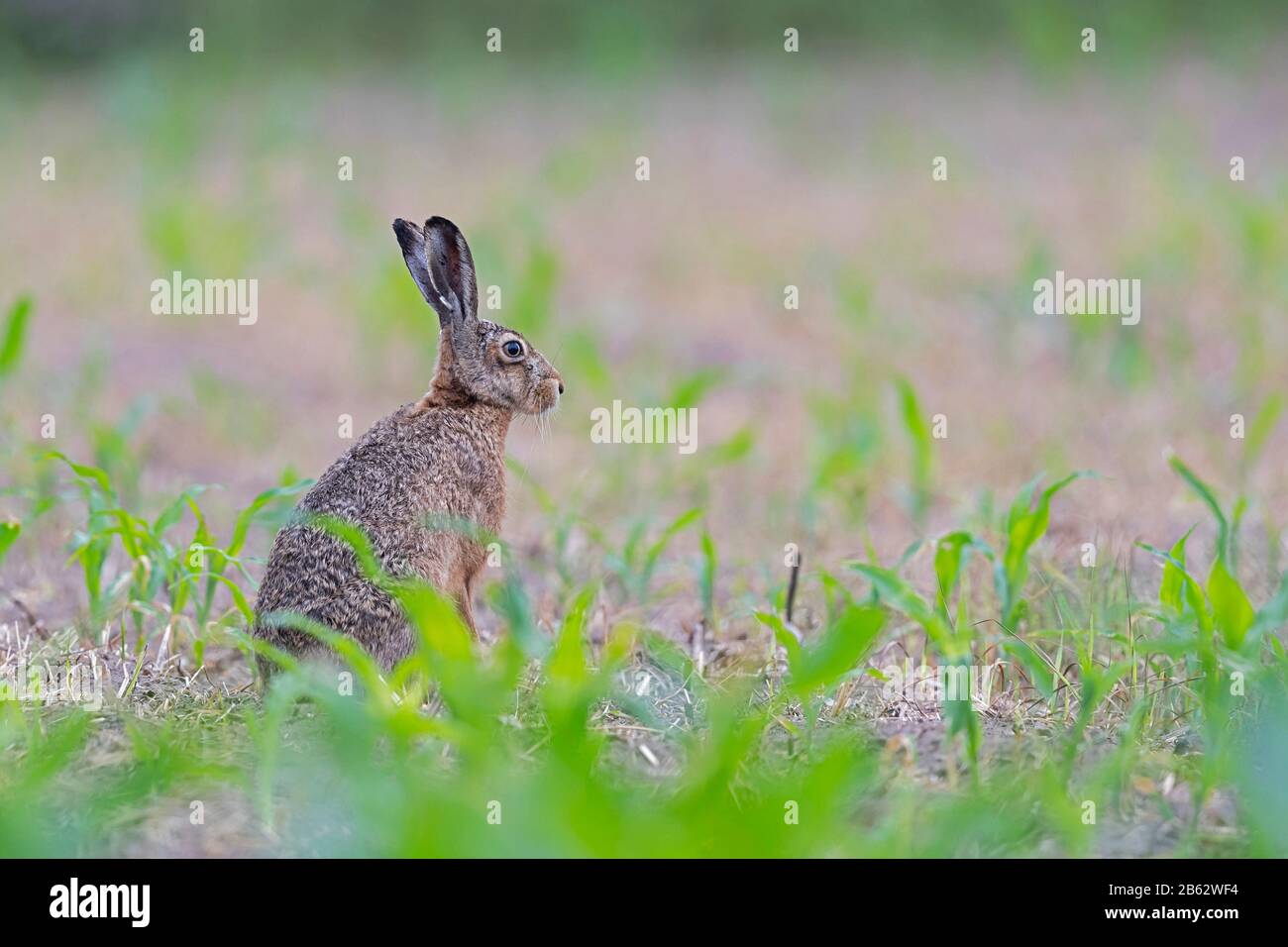 European Brown Hare (Lepus europaeus) on the corn field Stock Photo