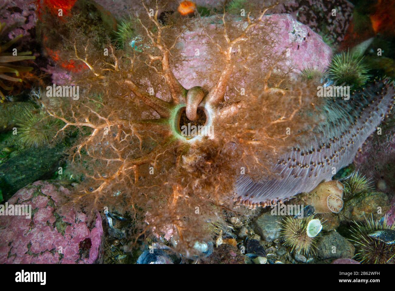 Orange Footed Sea Cucumber underwater in the St. Lawrence River Stock Photo