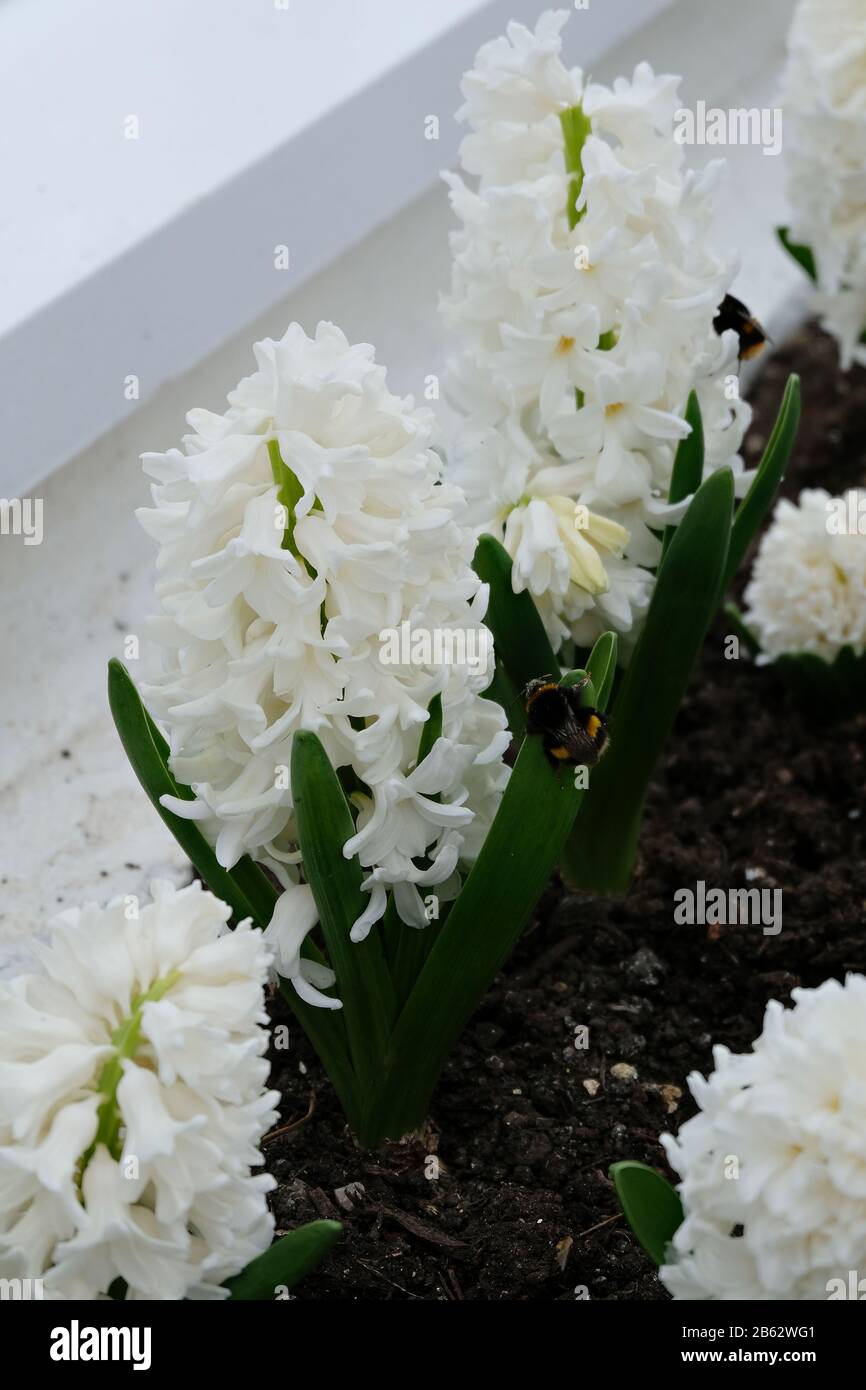 A close up of a row of Hyacinth 'White Pearl' growing in greenhouse in early Spring. A Bumble Bee (Bombus) has landed on a leaf. Stock Photo