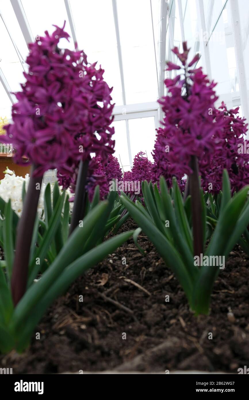 Close up of rows of Hyacinthus orientalis 'Woodstock' in bloom in early March Stock Photo