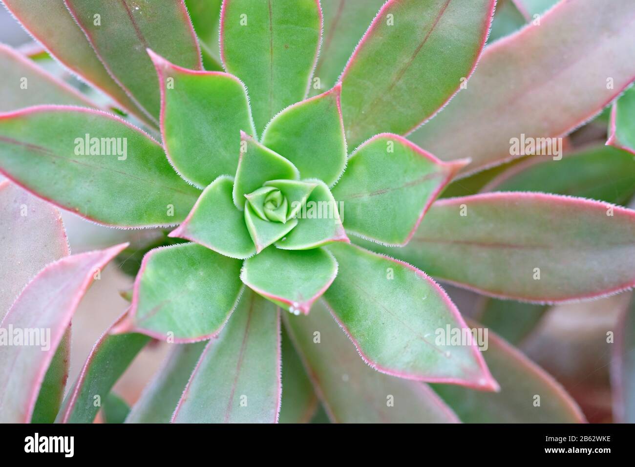 Close up of Aeonium leucoblepharum 'Red Tipped' in early Spring Stock Photo