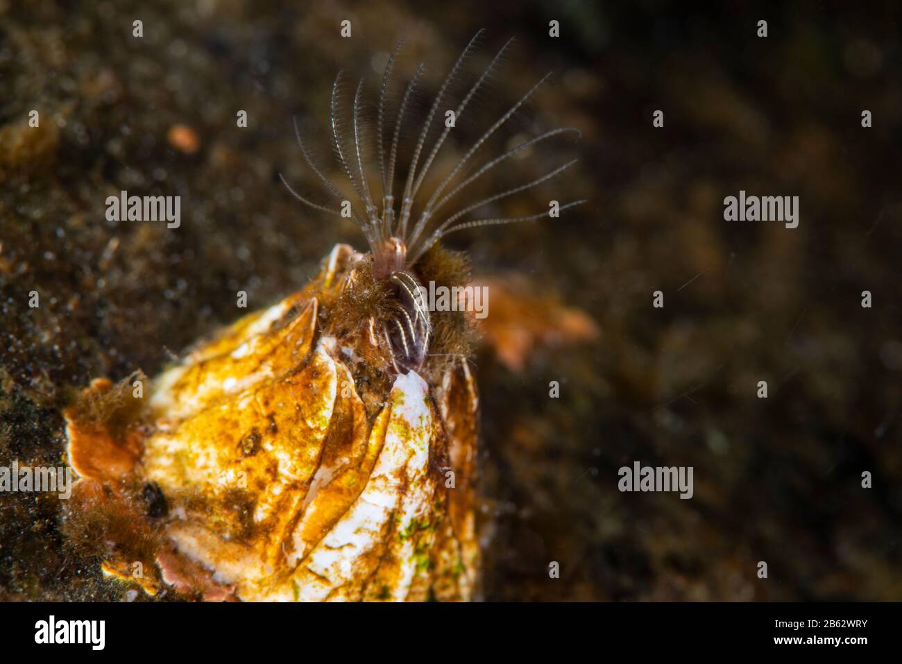 Barnacles filtering plankton from the water. Stock Photo