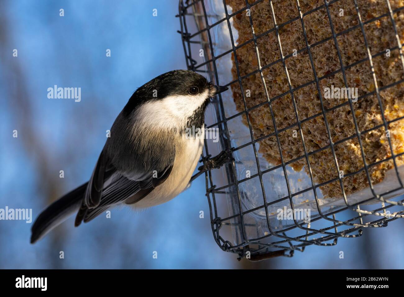 Black-capped Chickadee eating at bird feeder during winter Stock Photo