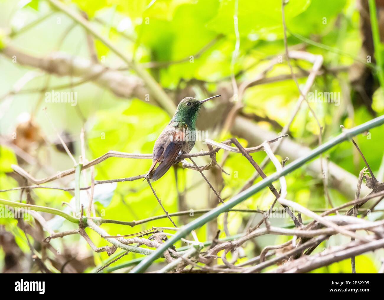 Berylline Hummingbird (Amazilia beryllina) Perched on Branches with a Leafy Dense Background Stock Photo