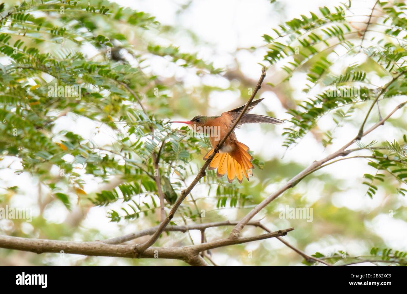 Cinnamon Hummingbird (Amazilia rutila) Stretching its Wings Perched on a Branch in Jalisco, Mexico Stock Photo