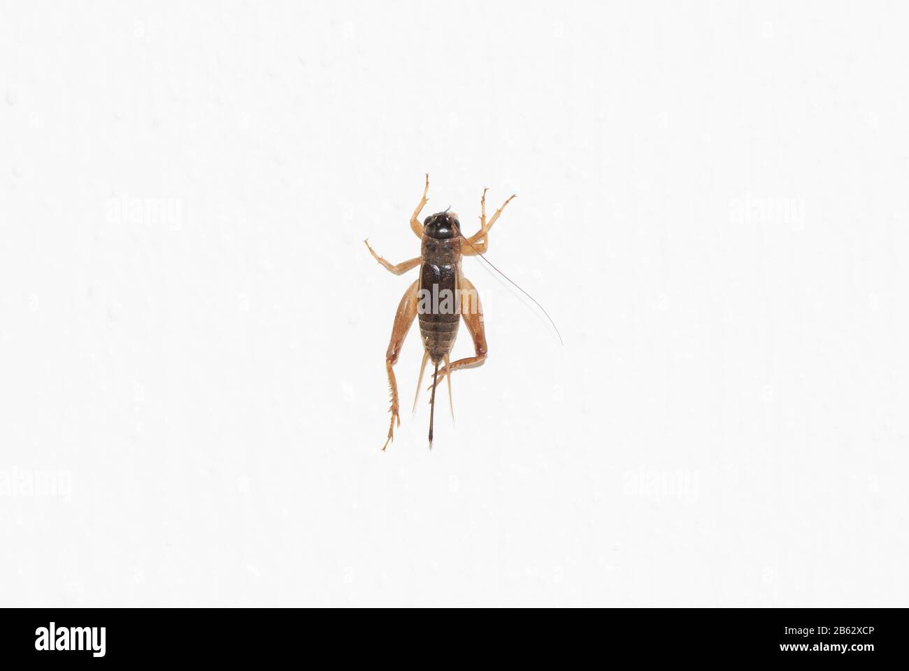 House Cricket on a White Wall Stock Photo