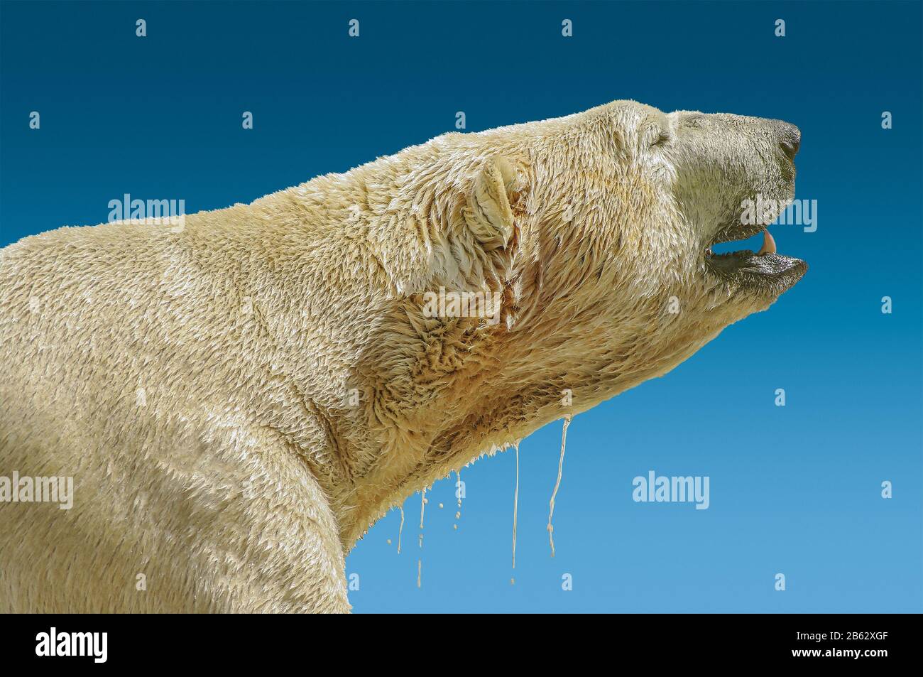 Massive wet polar bear head isolated at gradient blue sky background during sunset, adult, male Stock Photo