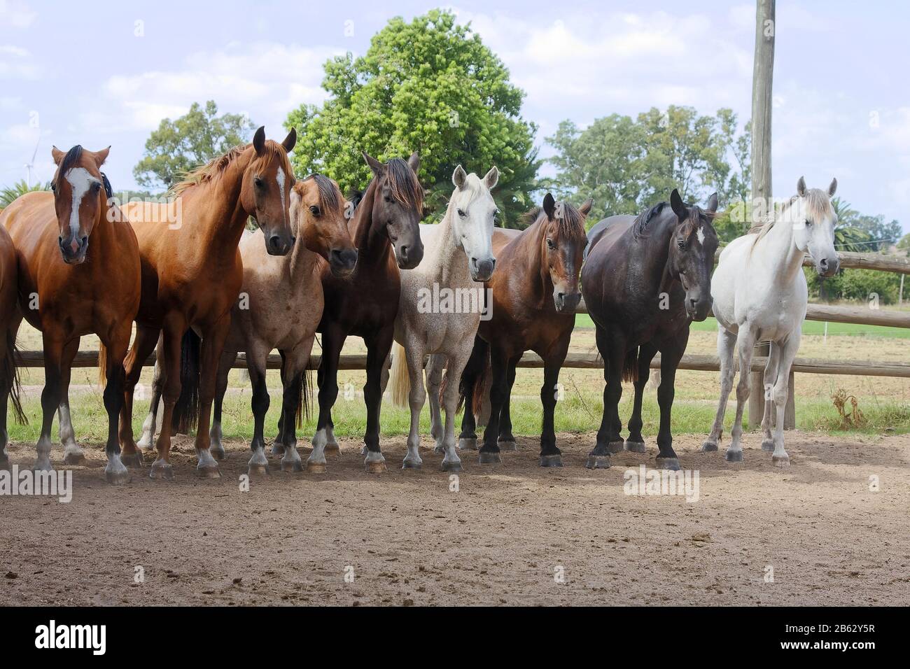 8 horses standing in a row hires stock photography and images Alamy
