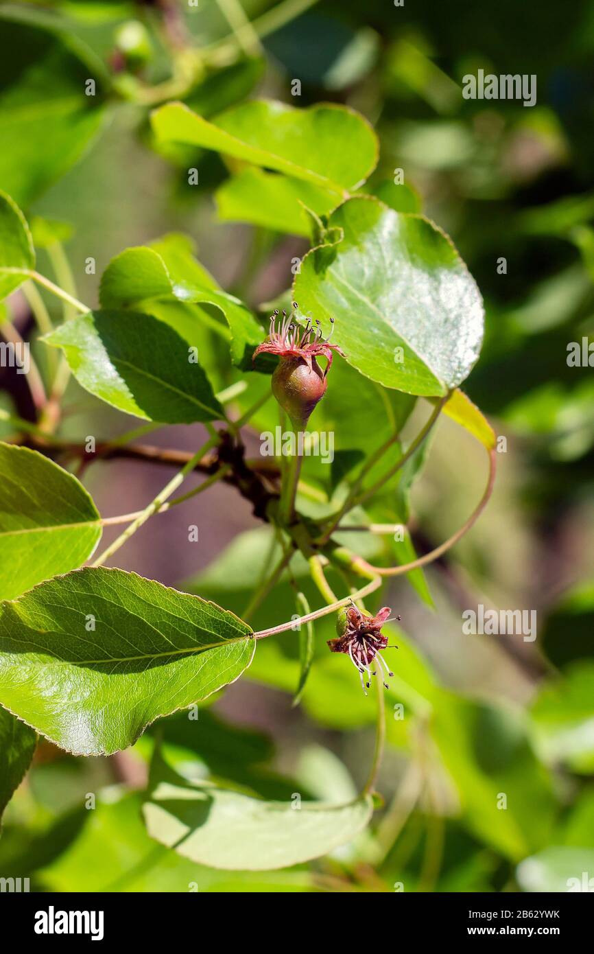 Pear pollination hi-res stock photography and images - Alamy