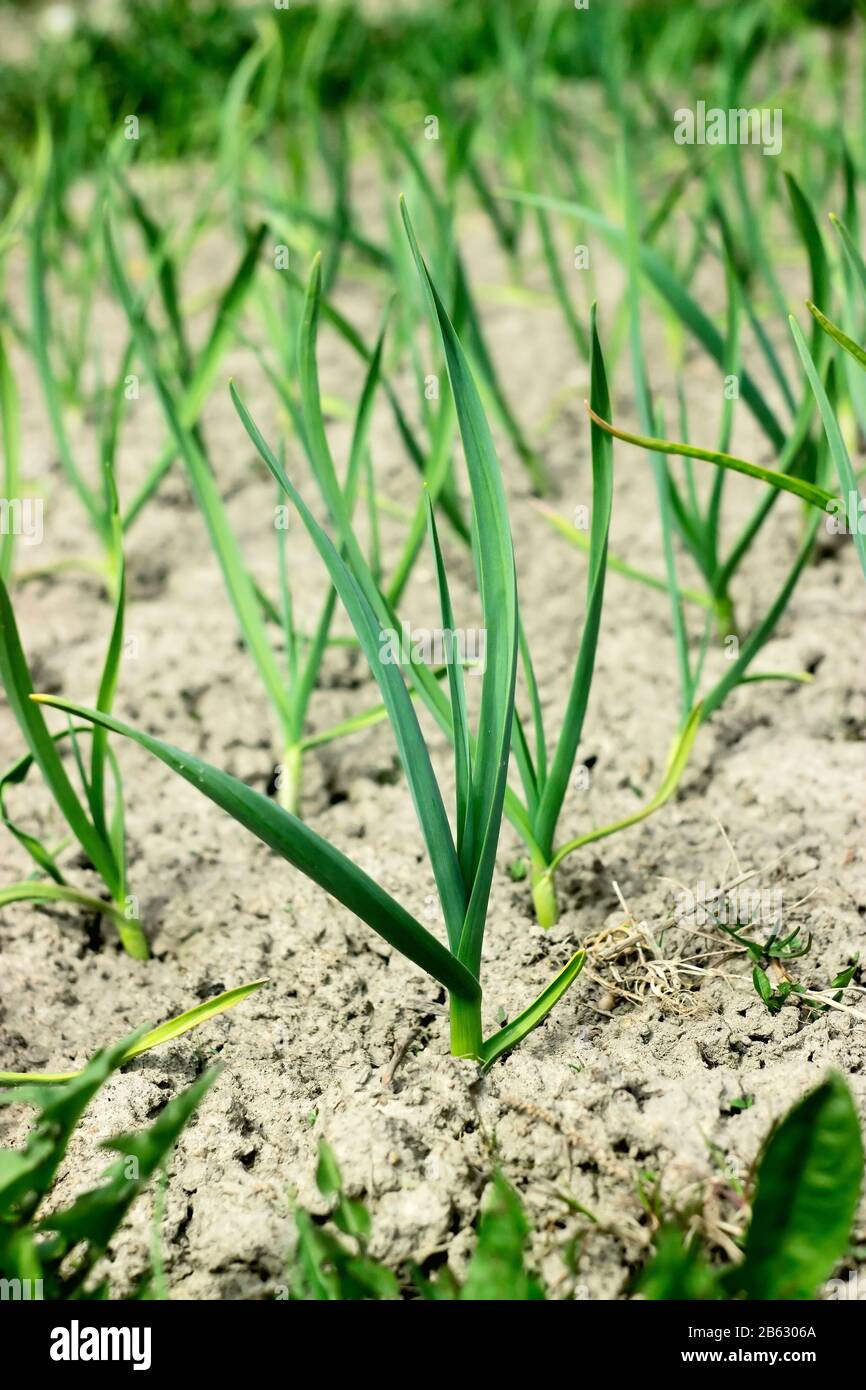 Garlic stems growing in the garden in May Stock Photo Alamy