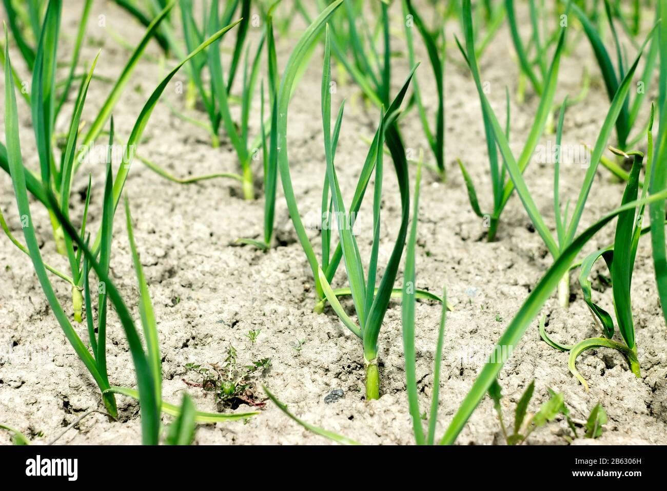 Garlic stems growing in the garden in May Stock Photo Alamy