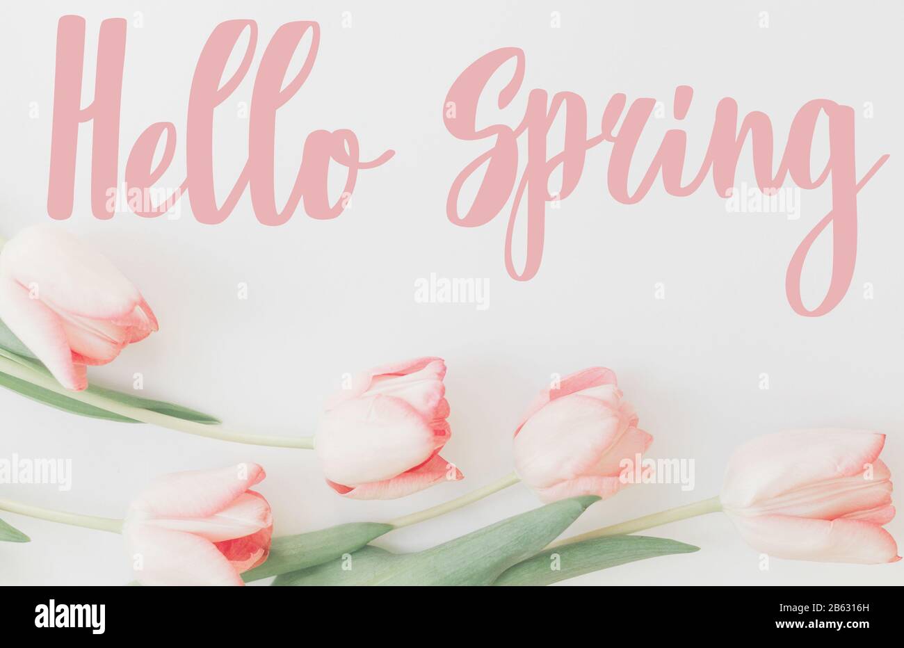 Hello spring. Hello spring text on pink tulips border on white ...
